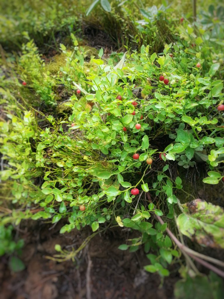 WIld Colorado Huckleberries