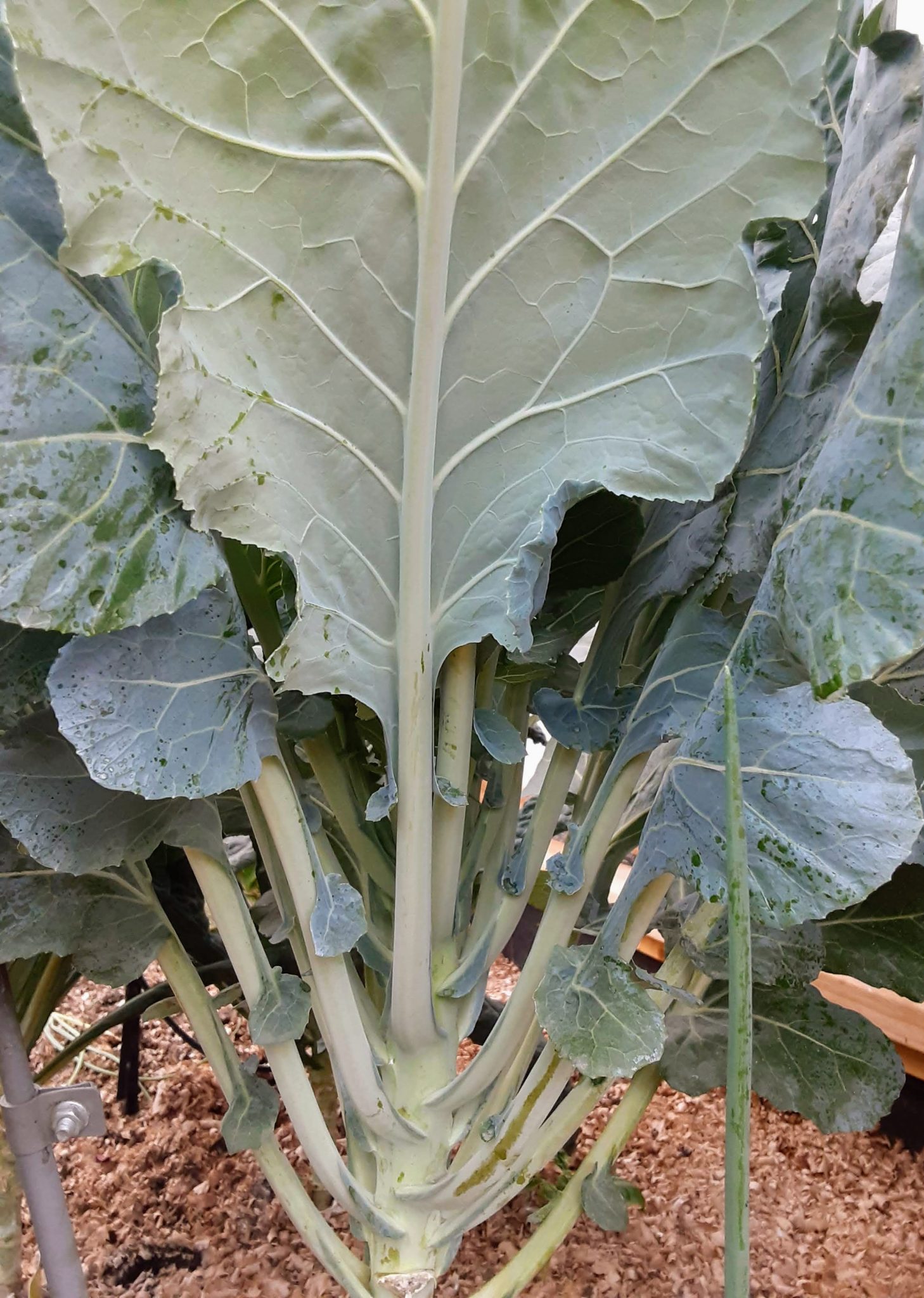 how-to-cook-collard-greens